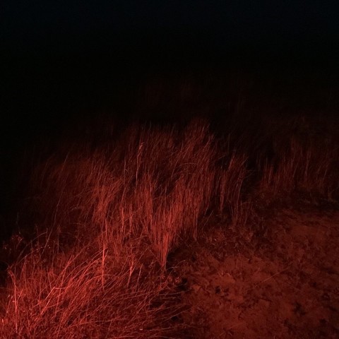 red grass