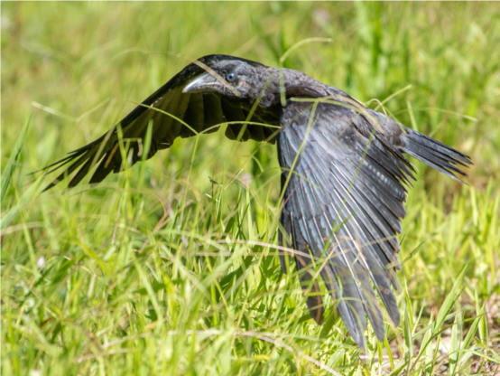 Corvus insularis (known as Bismarck crow) flying over a grassy ground.
